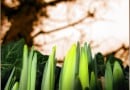 green-shoots green-shoots