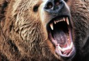 Angry-Grizzly-Bear Angry-Grizzly-Bear