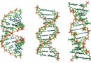 dna