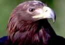 hawk Hawk