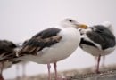 flock_of_seagulls flock_of_seagulls