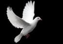 white-dove white-dove