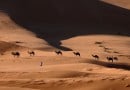 camel-desert camel-desert