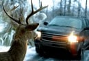 Deer in the headlights Deer in the headlights