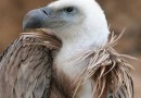 Vulture Vulture