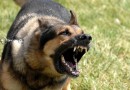 Dog attack Dog attack