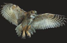 Spain and the Owl Of Minerva